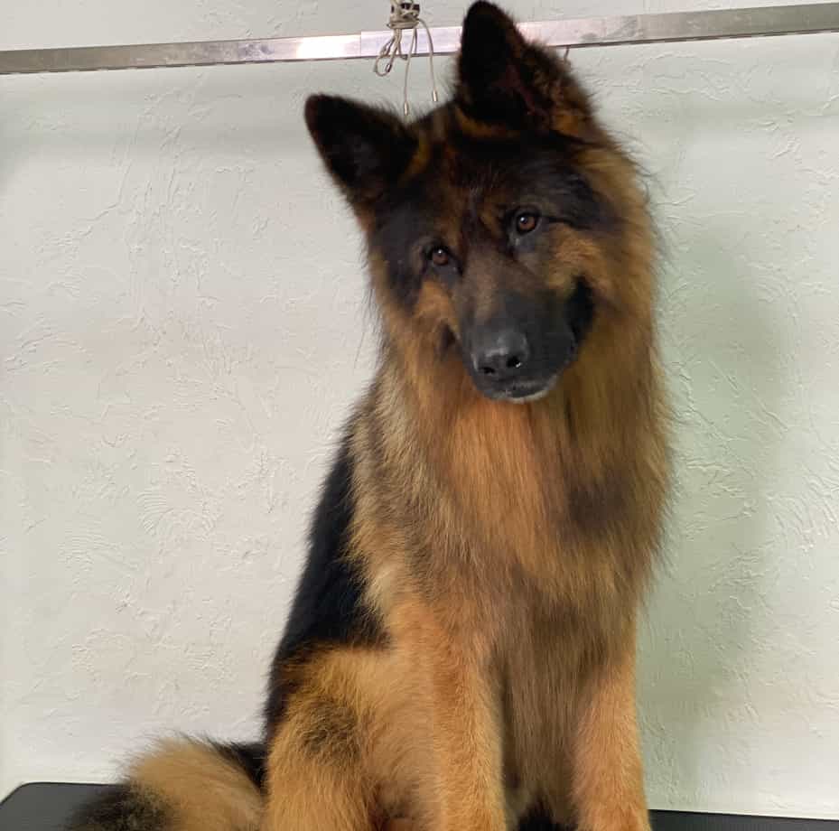 Крупные породы